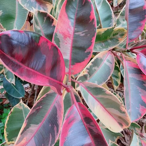 20 pcs gummibaum zimmerpflanze samen, minigewächshaus, balkonpflanzen, Ficus elastica, bonsai baum echt, seed bonsai samen, extrem winterharte kübelpflanzen zimmerpflanzen samen,
