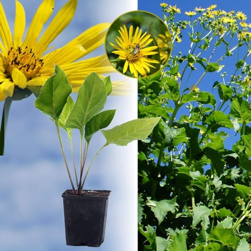 Durchwachsene Silphie: Bienenweide & Energiepflanze, Bienen-Futter- und Tracht-Pflanze, langblühend, bot. Silphium perfoliatum, Becherpflanze, Cupplant, Mais-Alternative für Biogas (10, 9 cm Topf)