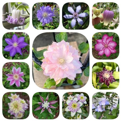 clematis winterhart Zwiebeln,Klematis - frühblüher zwiebeln,kletterpflanzen winterhart clematis immergrün balkon,kleine geschenke ostergeschenke erwachsene,hochbeete für garten mini 4pcs