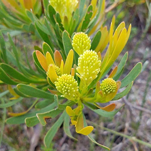 Potseed Latifoglia Featherbush (Aulax umbellata) 10 Semi