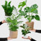 Green Me Up 4er Zimmerpflanzen Set mit Übertöpfen – Bergpalme, Monstera, Philodendron Birkin, Glücksfeder – pflegeleicht, luftreinigend – Höhe 20–70 cm, Töpfe 10,5–17 cm – frisch aus der Gärtnerei