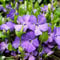 25 x Vinca minor - Kleines Immergrün in 9x9cm Topf - Bodendecker (2,25 pro Stück)