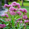Sumpf-Wolfsmilch-Karminrose – 45 Hälften – Asclepias Incarnata – Staude – Rosa – NPWS