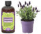 Premium Liquid Lavender Plant Fertilizer - 3-1-2 Concentrate for Indoor Plants and Flowers by GardenNova | Organic Plant Food for Lavenders - 8oz