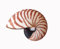 Nautilus Muschel - Perlbot - natur- 8-10 cm - Muscheldeko/Dekomuschel