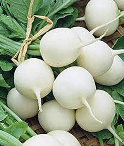 Semences, Radis Hailstone blanc, Heirloom, organiques, non ogm, 100 graines, Radis