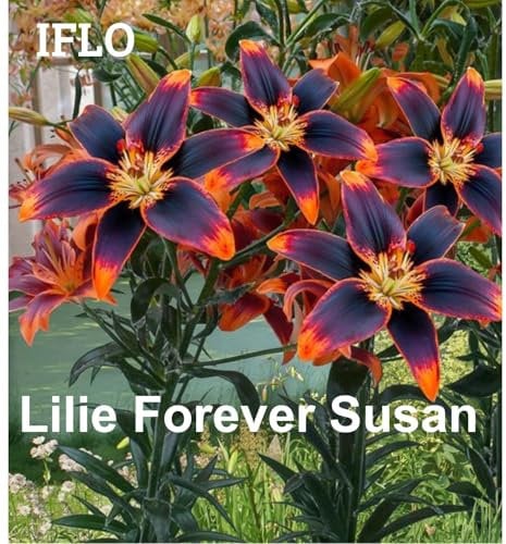 Lilien Zwiebeln Mix, Baumlilien in verschiedenen Sorten und Farben, Winterharte Blumenzwiebeln in Geschenkverpackung (5 x Lilien Forever Susan)