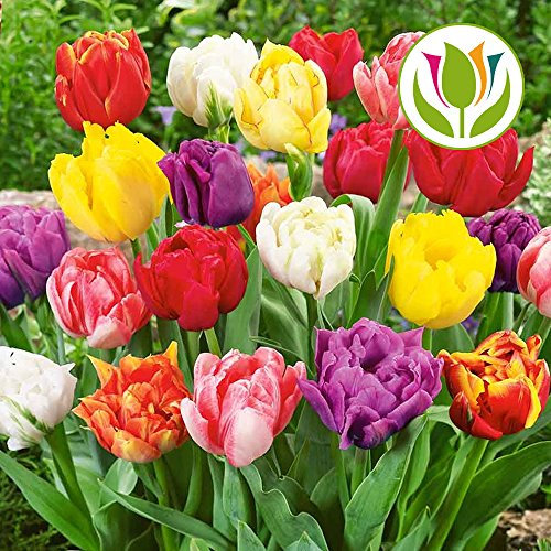 GardenersDream 50 x Mixed Double Tulip Bulbs - Long Stem Triumph Spring Flowering - Colourful Outdoor Plants for Gardens, Beds, Borders, and Containers - Easy to Grow Beautiful Garden Bulbs