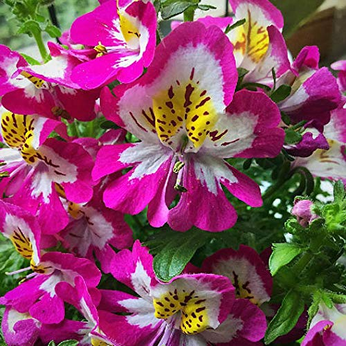 200 Samen für Bauernorchidee (Schizanthus) für einen bunt blühenden Garten