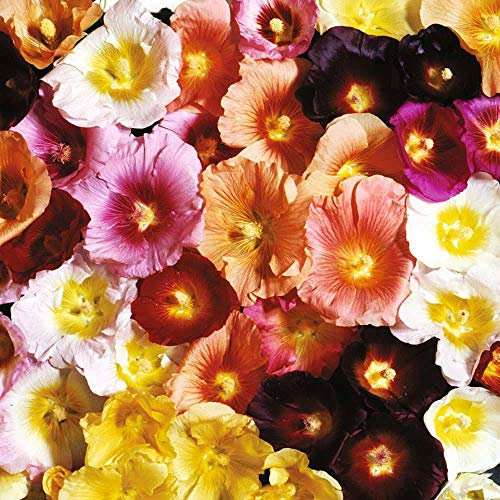 Hollyhock ‘Antwerp Mixed’ (Alcea ficifolia) Hardy Perennial 1 Packet (50 Seeds) by Thompson and Morgan