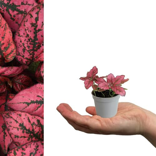 Carbeth Plants - 1 x Polka Dot Plant in 6cm Pot - Live Hypoestes phyllostachya Red Mini Indoor Plant - Evergreen Foliage Houseplant - Easy to Care for Beginner Friendly - Ideal for Home or Office