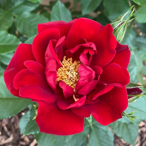 YouGarden Harkness Rose 'Special Dad' ®, Potted in a 4 Litre Pot, Ready To Be Planted Out