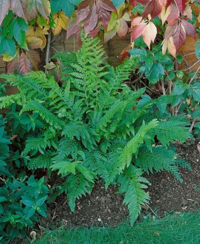 Schildfarn 'Prolif.Dahlem' im Topf Polystichum setiferum winterhart