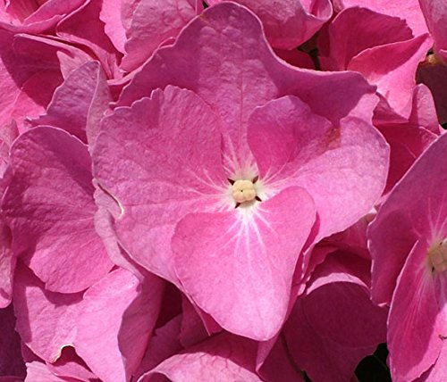 Hydrangea macrophylla 'Early Pink' 15cm Pot Size
