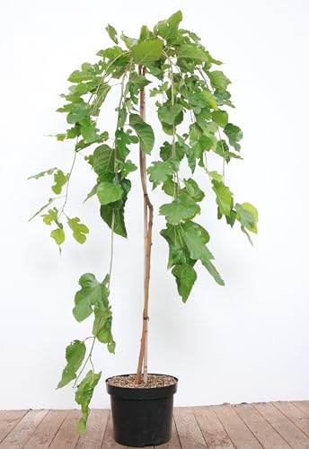 Morus alba 'Pendula' 125 cm - Hängemaulbeere, dekorative Form, ideal für kleine Gärten, pflegeleicht und winterhart