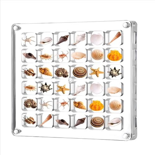 FHBHJNATC Muschel Sammelbox，muschel Box，seashell Display Box，geeignet Für Miniatur-Steinproben Am Meer, Quadratische Transparente Aufbewahrungsbox, Mini-Muschel-Aufbewahrungsrahmen