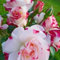 Rosen Pflanzen Winterhart Winterhart Mehrjährig Rosen Pflanzen Schönes Bepflanzen von Staudengärten-2zwiebeln-f