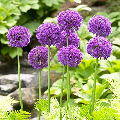 Allium Purple Sensation (confezione da 5 pezzi), porro gigante ornamentale Giganteum, perenne, bulbi profumati resistenti all'inverno dall'Olanda per giardino, vaso (bulbi grandi, senza semi)