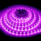 ShineBurky Striscia LED 12V 5 Metri Rosa, Strisce LED Adesive SMD5050 300LEDs Luci LED Strip Light Flessibili Tagliabile per Camera Cucina TV Decorazione (Senza Alimentatore)