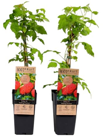 Plant in a Box - Rubus idaeus 'Malling Promise' - Lot de 2 - Framboise - Plantes fruitières - Arbuste - ⌀15cm - Hauteur 50-60cm
