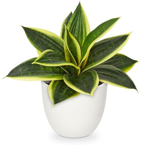 Hollyone Pianta artificiale di serpente da interno, pianta artificiale Sansevieria, piccola pianta decorativa per tavolo, casa, ufficio, decorazione