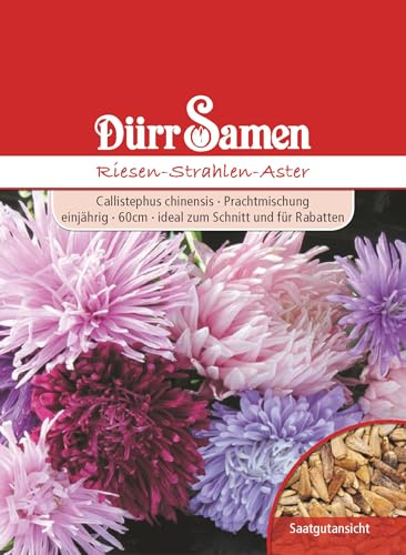 Dürr Samen 0803 Aster Riesen Strahlen (Asternsamen)