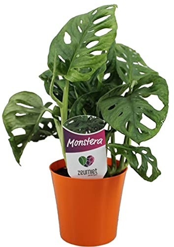 Monstera obliqua Monkey Leaf in 12cm Pot Indoor Houseplant