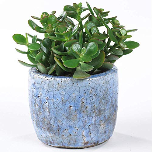 Crassula Ovata - Pianta da Appartamento per Interni da UfficioAlbero dei soldi di Alta Qualità