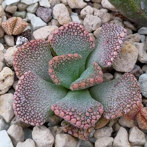 Titanopsis calcarea Samen - Sunnyplants, Titanopsis Samen, Lebender Steine, Lithops Samen, Lebende Steinsamen, Kieselpflanzensamen, Lithops, Sukkulenten Samen (100)