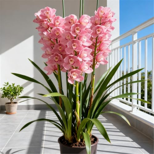 Orchidea Cymbidium profumata - Decorativa in vaso per interni ed esterni - facile da fiorire-3 PCS-J