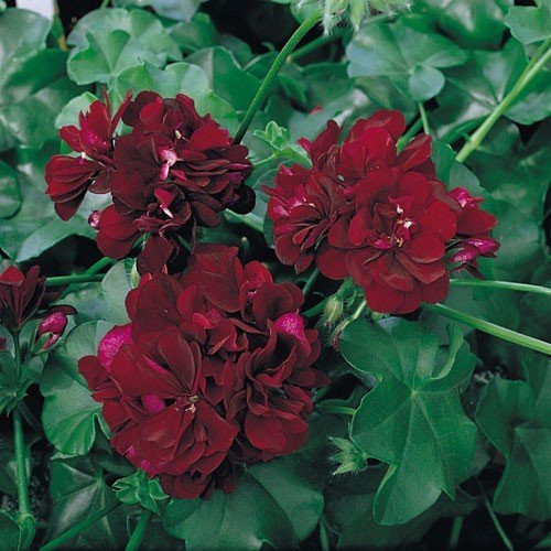 Pack x6 Trailing Ivy Geranium 'Tommy' Summer Garden Plug Plants