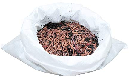 1 kg große (ca. 630 St.) Riesen-Rotwürmer - Dendrobena, Angelwürmer, Futterwürmer, Regenwürmer, Würmer, Riesenrotwürmer, Angelköder, Lebendköder, Wurmfarm, Wurmzucht