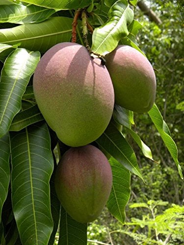 Green Leaf ® Mangobäume (Mangifera indica) 2 Seeds