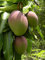 Green Leaf ® Mangobäume (Mangifera indica) 2 Seeds