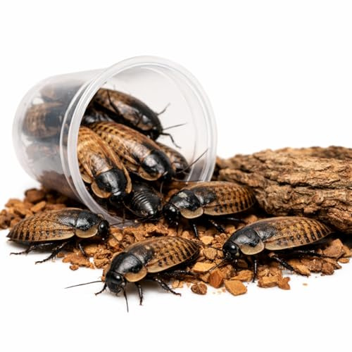 Feeders & more - 50 mittlere Waldschaben, Schaben in 1 Dose praktisch verpackt, Futterinsekten Futtertiere