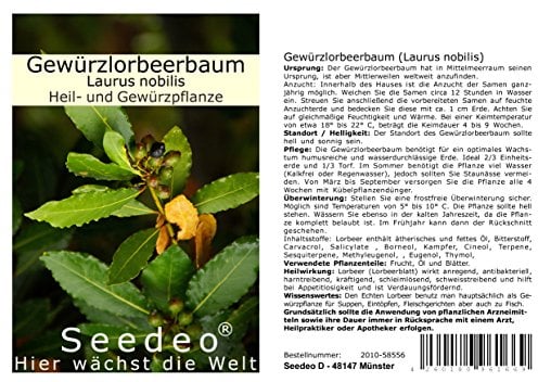 Seedeo Gewürzlorbeerbaum (Laurus nobilis) 6 Samen