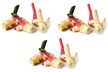 3 x 100g Frischer Galgant - Pamai Pai® - Thai Ingwer frisch Galanga Galangawurzel Suppe