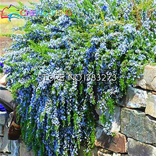 100 piante di rosmarino semi giardino di DIY facile da coltivare erbe Erba di verdure sano seme bonsai Fiore Una casa Jardin regalo Flores Pentole