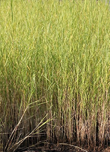 WASSERPFLANZEN WOLFF - Phragmites australis - fertig im Pflanzkorb - Schilf - Klärpflanze! - QUALITÄTSSTAUDE - heimisch - Wasserreinigung