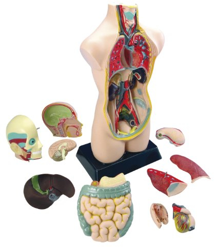Eduplay 120054 Torso Anatomie Modell, groß