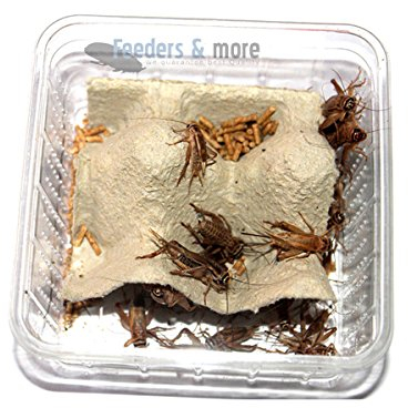 Feeders & more - Heimchen, Futterinsekten für Reptilien und Insektenfresser, Erwachsene, 1 Dose, 35-40 Stück