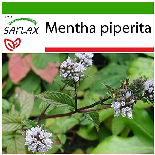 SAFLAX - Menta - 300 semillas - Con sustrato estéril para cultivo - Mentha piperita