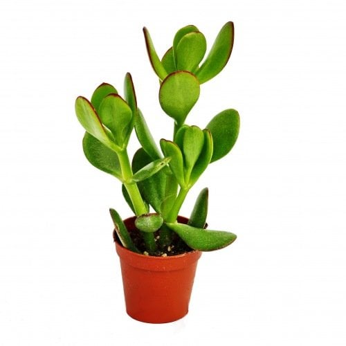 Exotenherz - Crassula portulacea - Geldbaum - im 5,5cm Topf