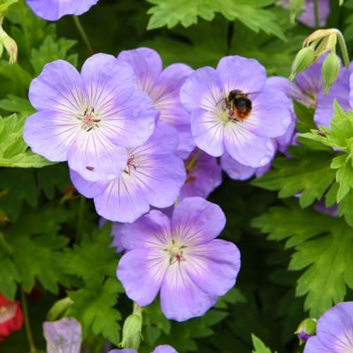 Geranium 'Rozanne' - Hardy Perennial Cranesbill, RHS Chelsea Flower Show Winner – 6X 9cm Potted Plants by Thompson & Morgan
