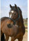 OR S-LINE EQUITHÈME Nylon Strass Soft Glitzer Halfter für Pony (Dunkelgrün, Pony)