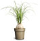 Beaucarnea recurvata su vaso cm 11 h cm 30