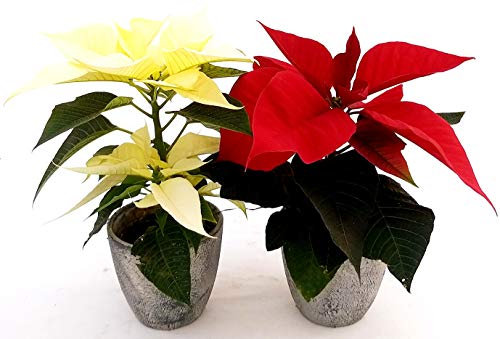 POWERS TO FLOWERS - STELLA DI NATALE ROSSA e BIANCO, IN VASO CERAMICA ANTICATO, 2 PIANTE, vaso 11cm, piante vere