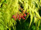 Grüner Schlitzahorn Ac. palmatum Dissectum Pflanze 15-20cm Ahorn Rarität