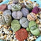 Luojuny Lithops-Samen, 100 Stück, seltene lebende Steine, Sukkulenten, Garten, Bonsai, Balkon, Dekoration Saftige Samen