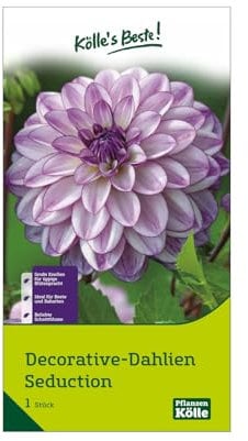 Kölle's Beste Decorative Dahlie 'Seduction' rosa/weiß, 1 Blumenknolle